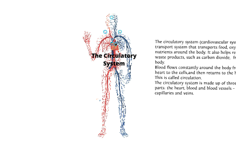 The Circulatory System by Rachel James