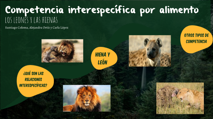 competencia leon y hiena por alimento by Carla López on Prezi Next