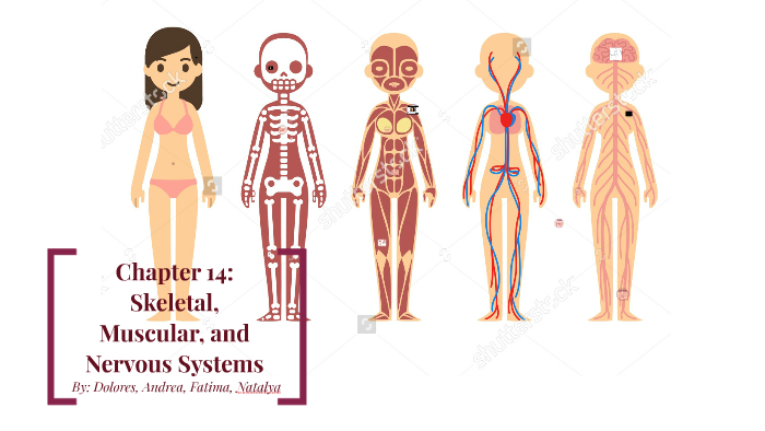 ch-14-skeletal-muscular-and-nervous-systems-by-dolores-juarez