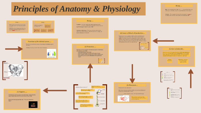 WHAT ARE THE 5 BASIC PRINCIPLES OF ANATOMY AND PHYSIOLOGY visual data 2
