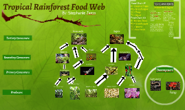 Tropical Rainforest Food Web By Stephanie Zarco