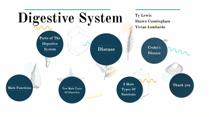 Digestive System by Ty Lewis on Prezi