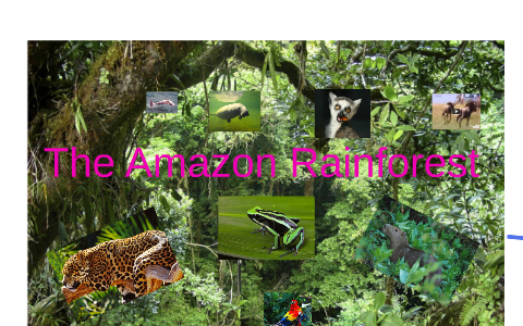 The Amazon Rainforest by bob bob on Prezi