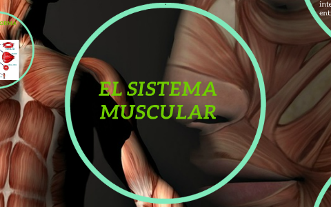 EL SISTEMA MUSCULATORIO by Isabella Sognen Puerta on Prezi