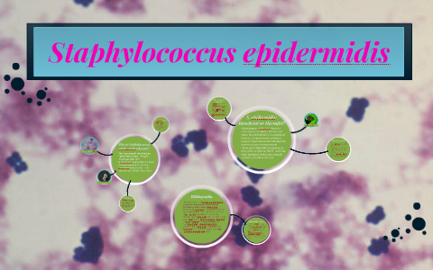 Staphylococcus epidermidis by Mikaela Sarmiento