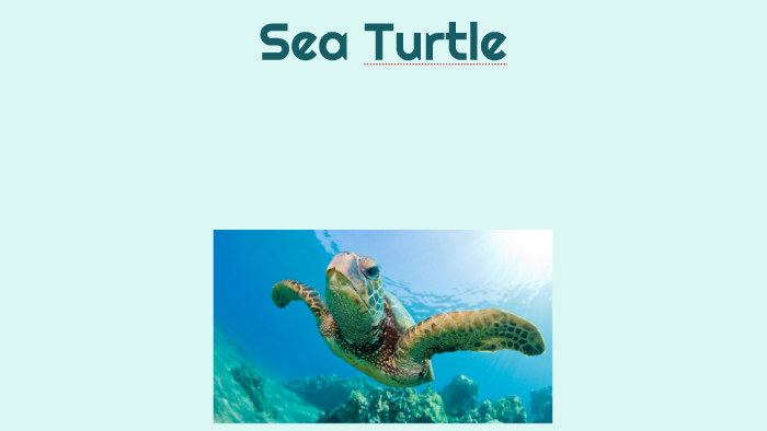 Sea Turtle by Lee Lee on Prezi