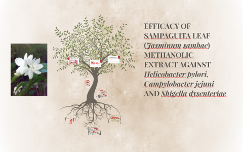 efficacy of sampaguita leaf jasminum sambac methanolic ext by jenny marie tuquib efficacy of sampaguita leaf jasminum