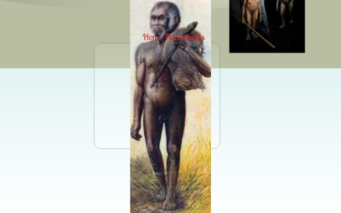 Anatomy:Homo Floresiensis by ana lopez on Prezi
