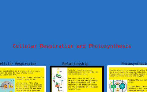 The Relationship Between Cellular Respiration and Photosynthesis by ...