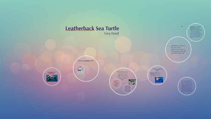 Leatherback Sea Turtle by Tony Hood on Prezi