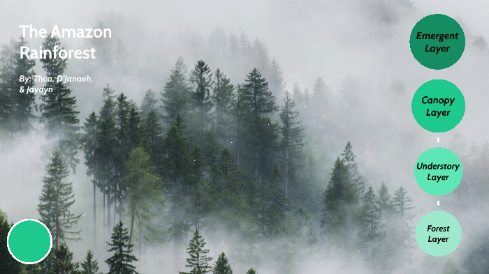 The Amazon Rainforest by Thea Ong on Prezi