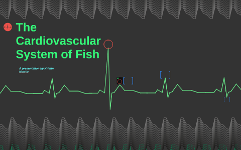 The Cardiovascular System of Fish by Kristin Klocke on Prezi
