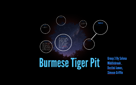 burmese tiger pit diagram