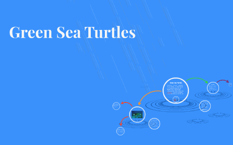 Sea Turtles by Luckshana Thiruchelvam on Prezi