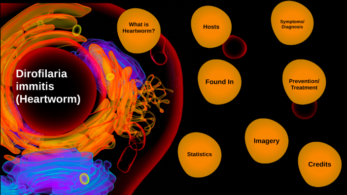 (Heartworm) Dirofilaria immitis by Louis Aguirre on Prezi