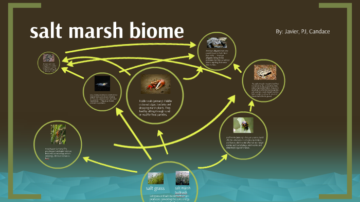 Protecting Our Coasts Understanding The Crucial Salt Marsh Food Web - 6txo3uv