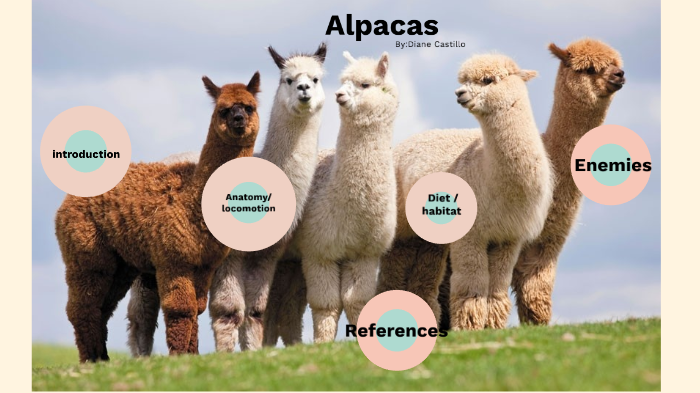 Alpaca Facts - PacaNaturals