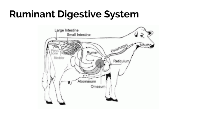 Ruminant Digestive System by Kylie Ice