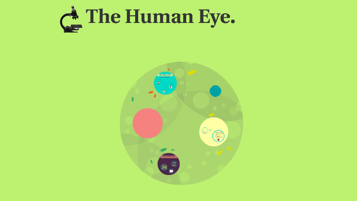 The Human Eye by Noranne O Sullivan on Prezi