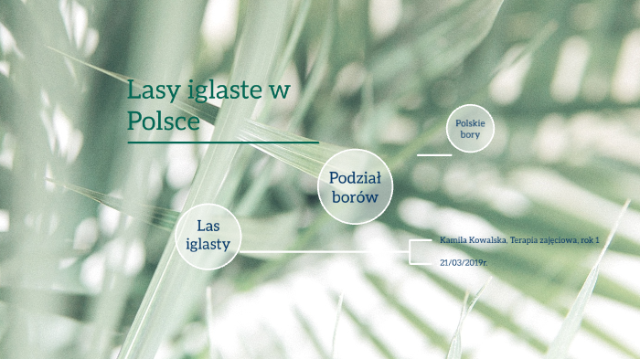 Lasy iglaste w Polsce by Kamila Kowalska on Prezi