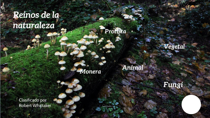 Reinos de la naturaleza by Paula Quintero on Prezi