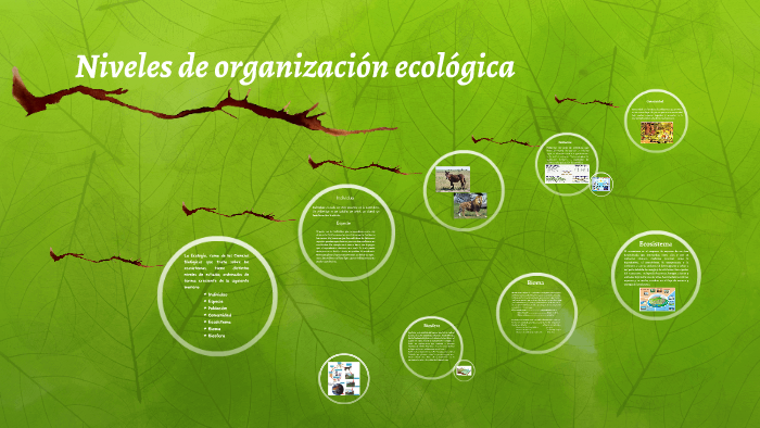 Niveles de organización ecológica by Lizett Reyna