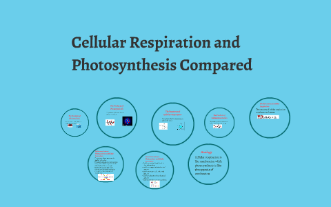 Cellular Respiration and Photosynthesis Compared by Guadalupe Aleman