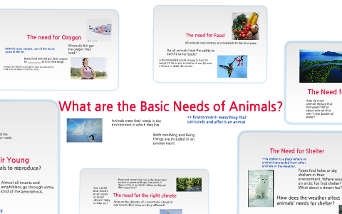 What are the Basic Needs of Animals? by stephanie monarch