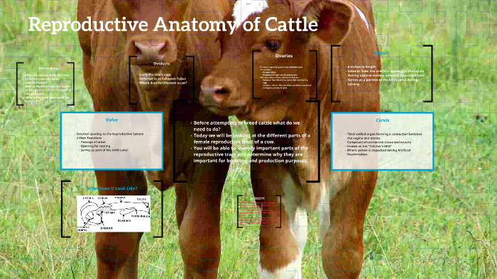 Reproductive Anatomy of Cattle by Kaylee Chaney on Prezi