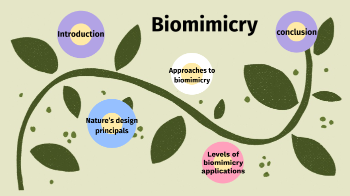 biomimicry by laura Medhat on Prezi