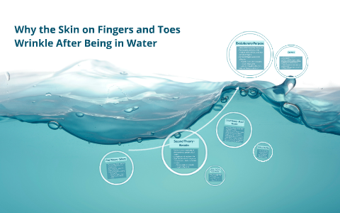 Why Skin Wrinkles After Being in Water for Extended Periods by Sarah ...