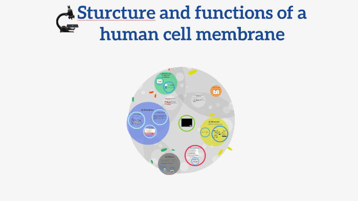 Sturcture and functions of human cell membrane by Olga Belnicki on Prezi