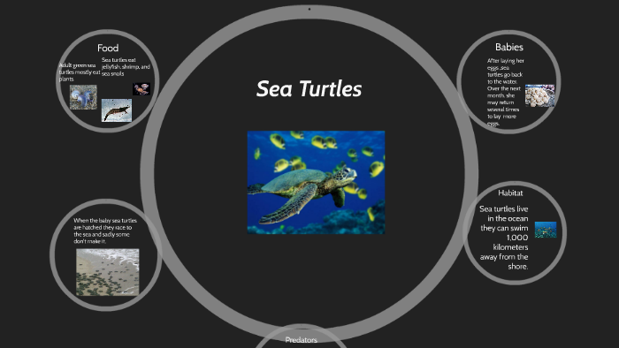 Sea Turtles by Madison Antelope on Prezi