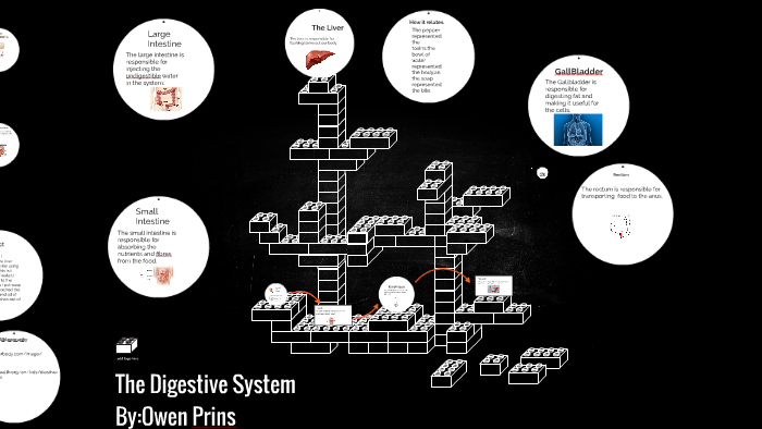The Digestive System by o p on Prezi
