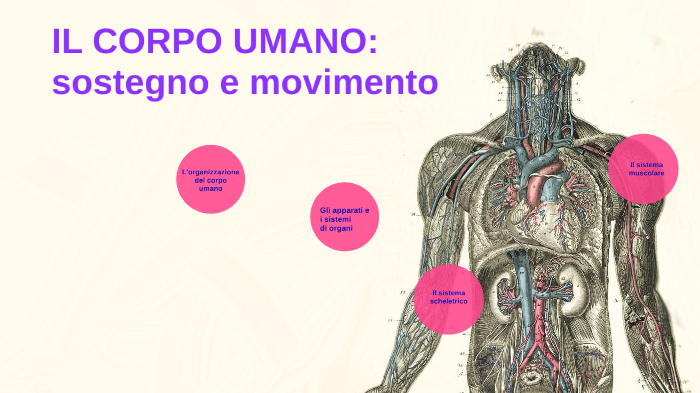 L'organizzazione del corpo umano 