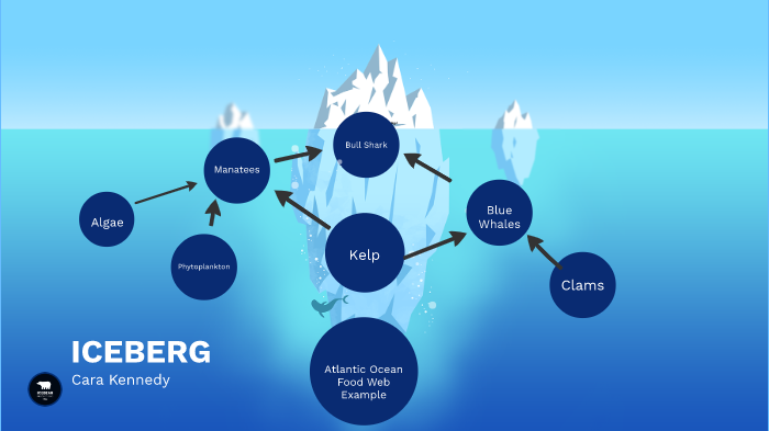 Marine Ecosystem By Macarena Grob
