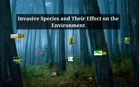 Invasive Species and Their Effect on Their Environment by Piper Black ...
