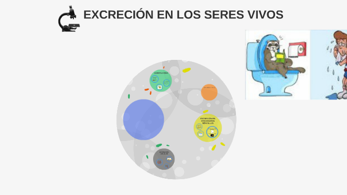 ExcreciÓn En Los Seres Vivos By Ladys Montoya On Prezi Next