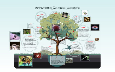 REPRODUÇÃO DOS ANIMAIS by Maria Eduarda Vieira on Prezi