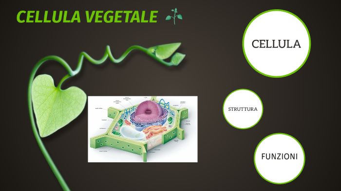 Cellula Vegetale by elena morello on Prezi