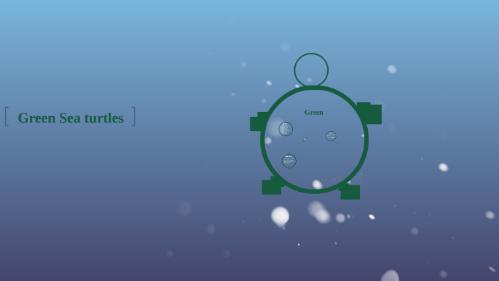 Green Sea turtles by Lindsay Ripley on Prezi