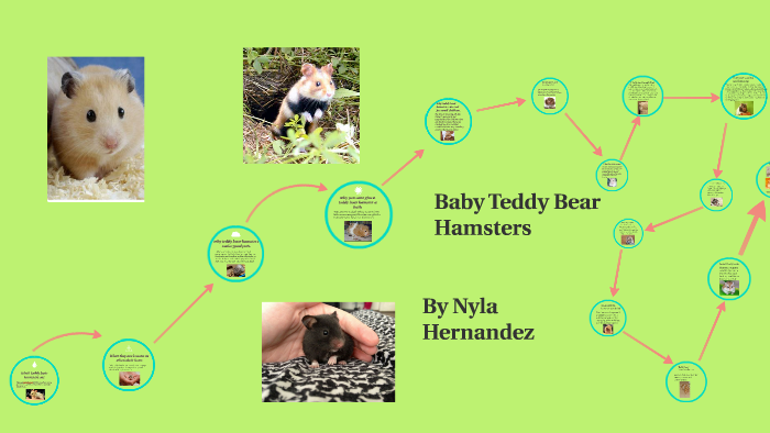 teddy bear hamster babies