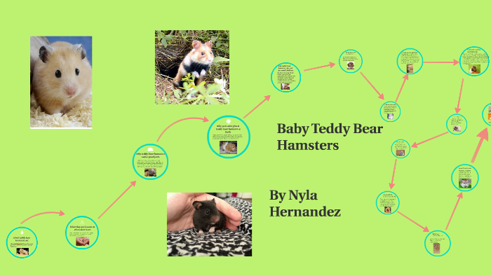 Teddy Bear Hamster: Lifespan And Characteristics - Database Football