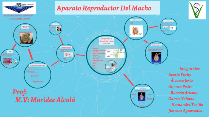 diagrama del sistema reproductivo del caballo macho