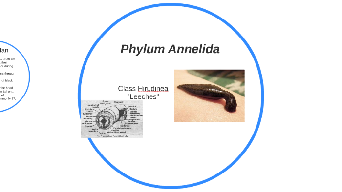Phylum Annelida by Jack Cortazzo on Prezi