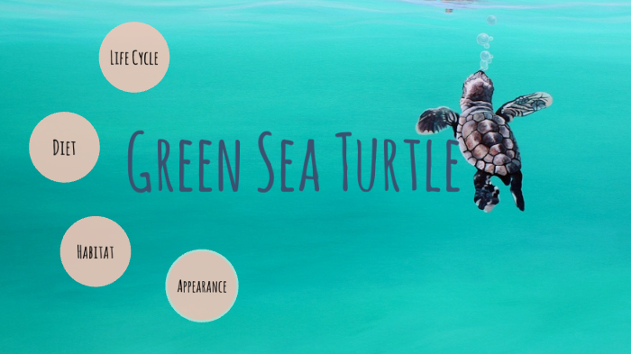 Sea Turtle by Kyleena Galushkin on Prezi
