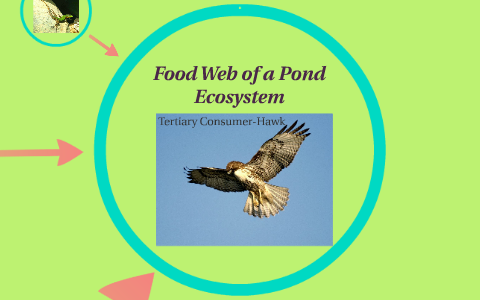 Food Web of a Pond Ecosystem by Evan Mealins on Prezi