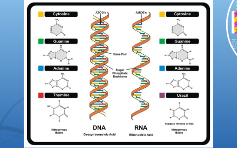 DNA STRUCTURE by jacob basele on Prezi