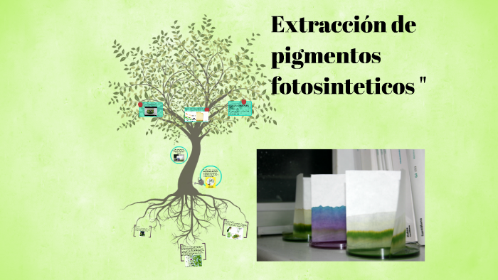 Extraccion De Pigmentos Fotosinteticos By Guadalupe Larios On Prezi