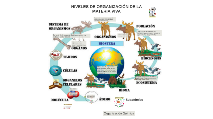 Imagenes De Los Niveles De Organizacion De La Materia Viva